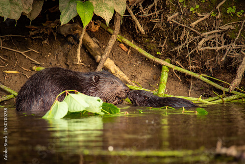Obraz na płótnie Bóbr - Beavers w salonie