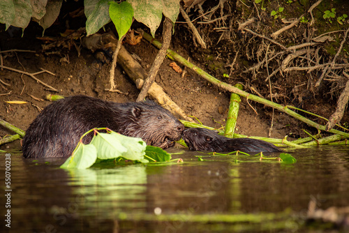 Bóbr - Beavers