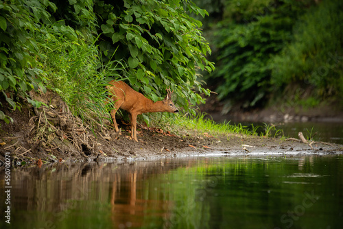 Obraz na płótnie Sarna - Roe - Roedeer w salonie