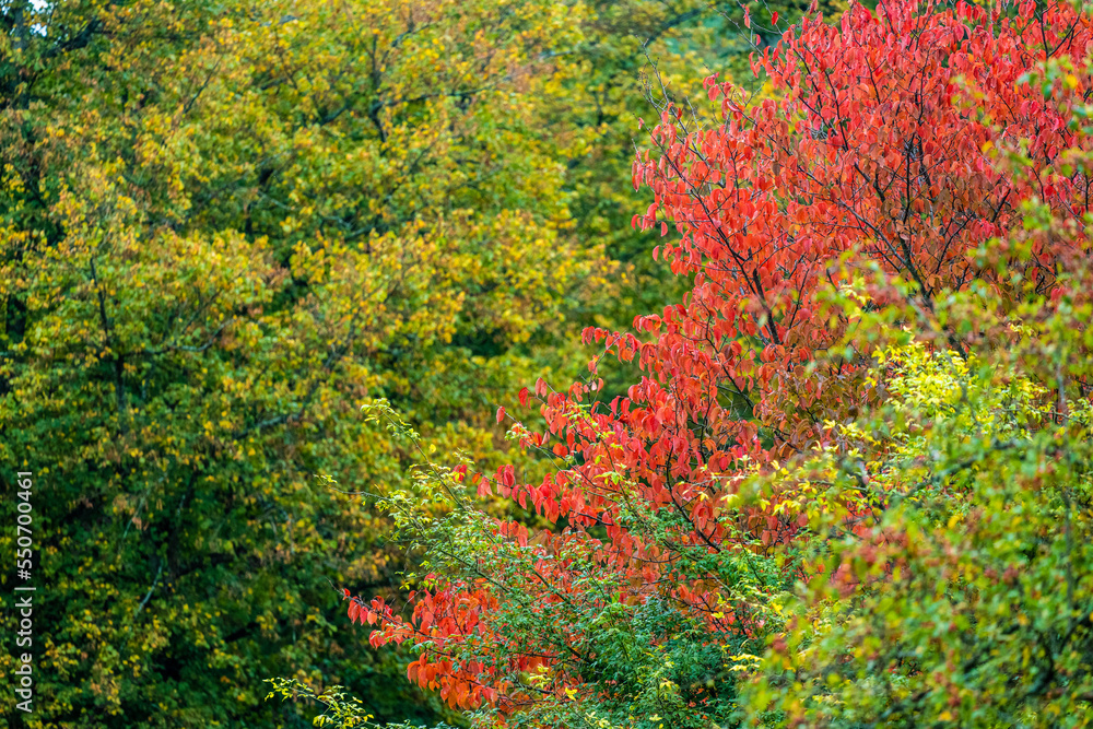 Red agd green leaves of trees in a park at fall.