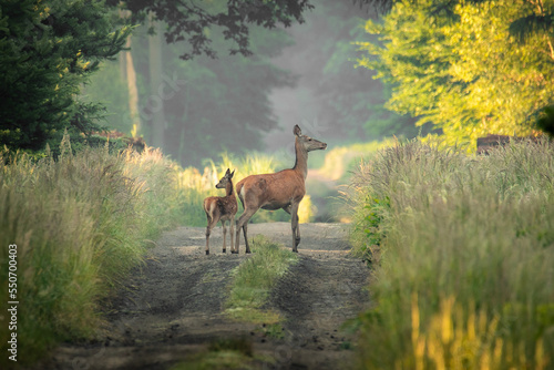 Fototapeta Naklejka Na Ścianę i Meble -  Jelenie - red deer
