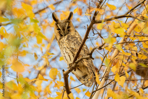 Sowa Uszata - Uszatka - Long Eared Owl
