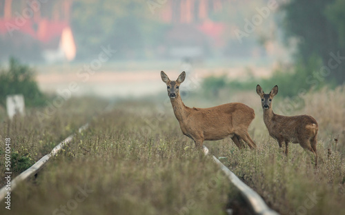 Fototapeta Naklejka Na Ścianę i Meble -  Sarny - roe deer
