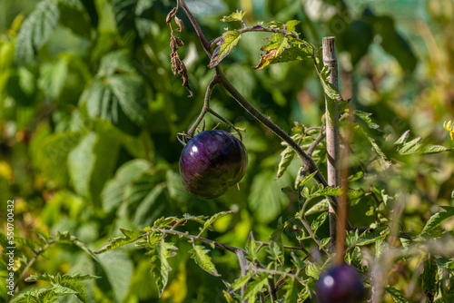 Wallpaper Mural Ripe yamali blue tomatoes hangong from a bush. Torontodigital.ca