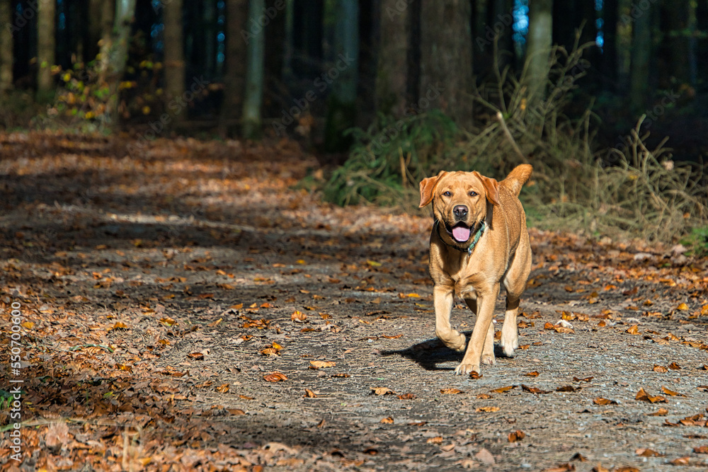 Labrador Labrador
