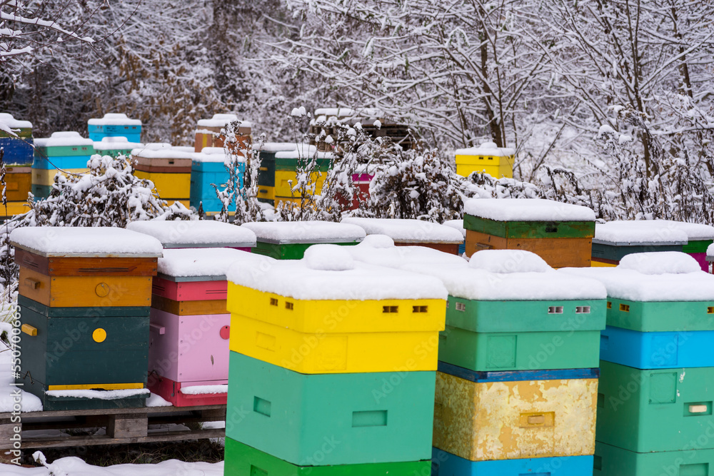 Pasieka ( apiarium)  wczasie zimowej hibernacji . Ule pod śniegiem . - obrazy, fototapety, plakaty 