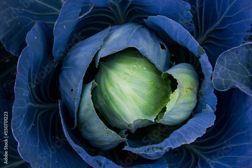 head of cabbage with dew drops, growing on farm field