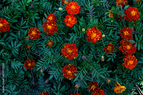marigold orange garden flower on green plant background