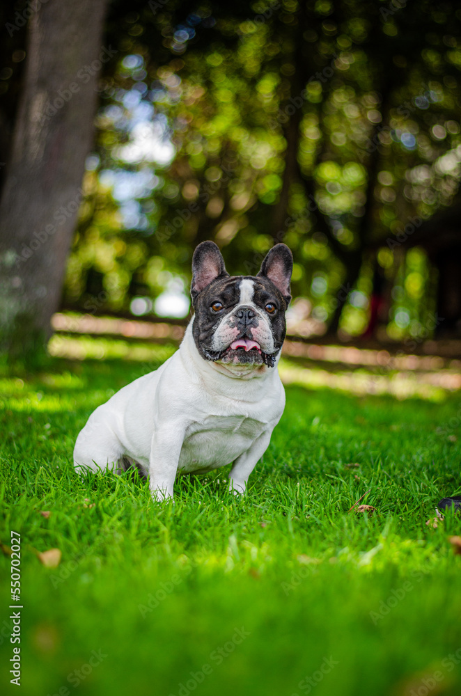 Fototapeta premium french bulldog male portrait