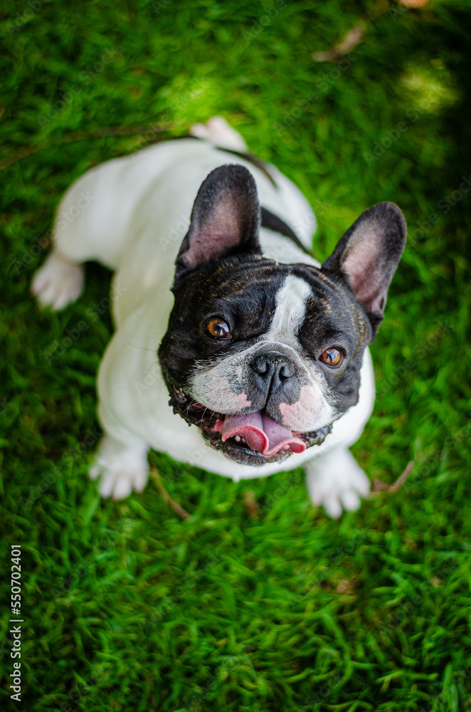 french bulldog male portrait