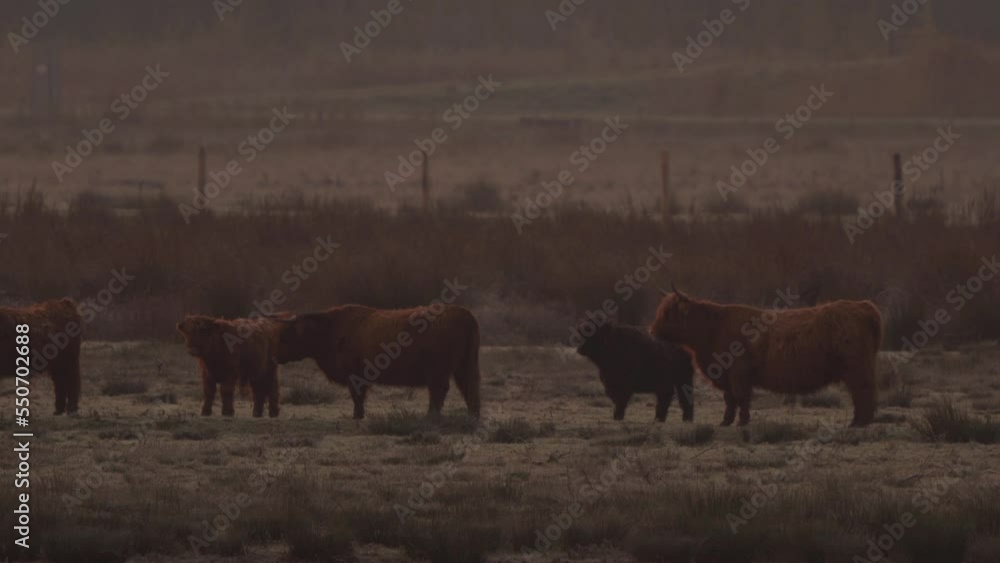 Scottish highland cattle standing in a natural reserve during sunrise Scottish highland cattle standing in a natural reserve during sunrise