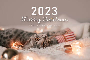 Cute cat with blurred Christmas lights and 2023 Merry Christmas and New Year text 