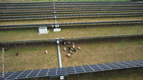 Sheep walking under solar panels. Aerial view of solar panels and sheep eating on a green grass field. Alternative energy source. Photovoltaic power station or solar farm.