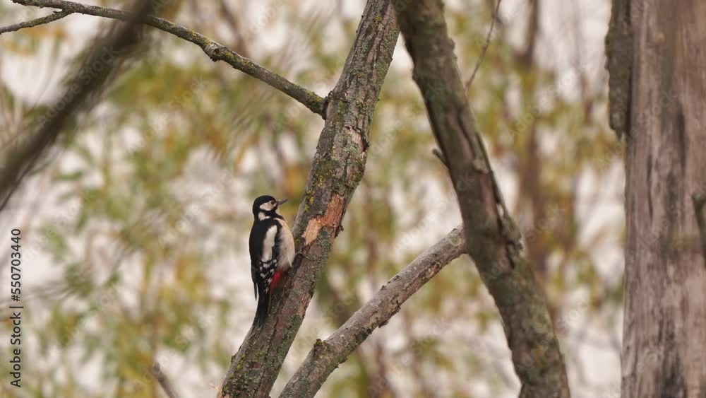 A great spotted woodpecker (Dendrocopos major) hacking into a tree trunk A great spotted woodpecker (Dendrocopos major) hacking into a tree trunk