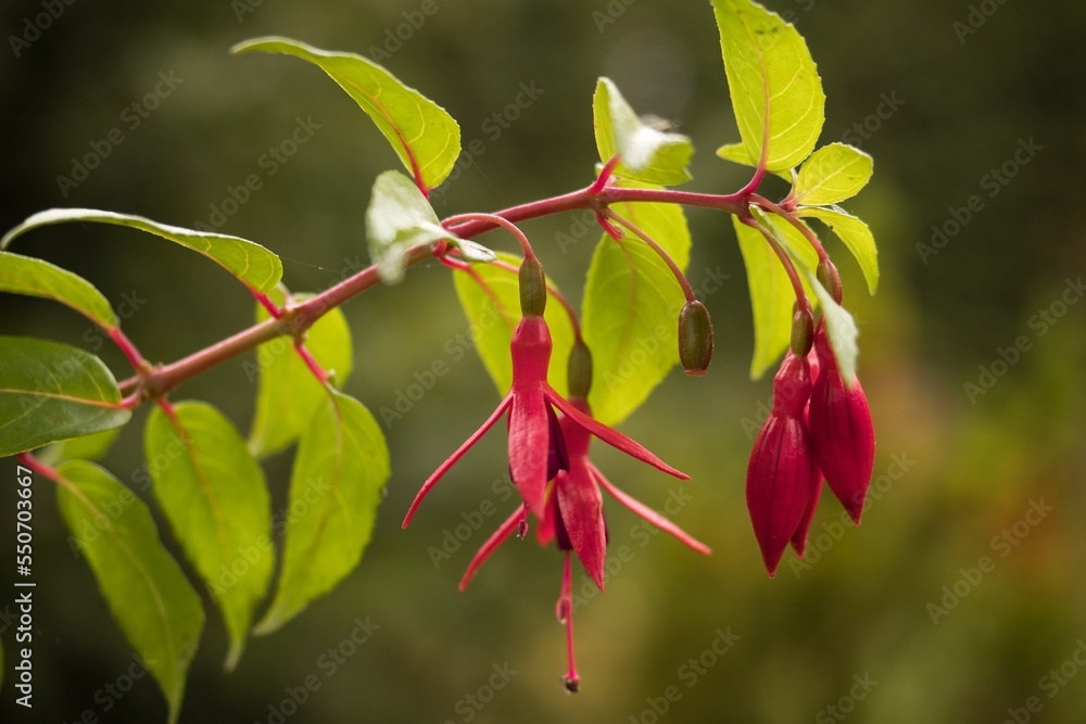 red flower red flower