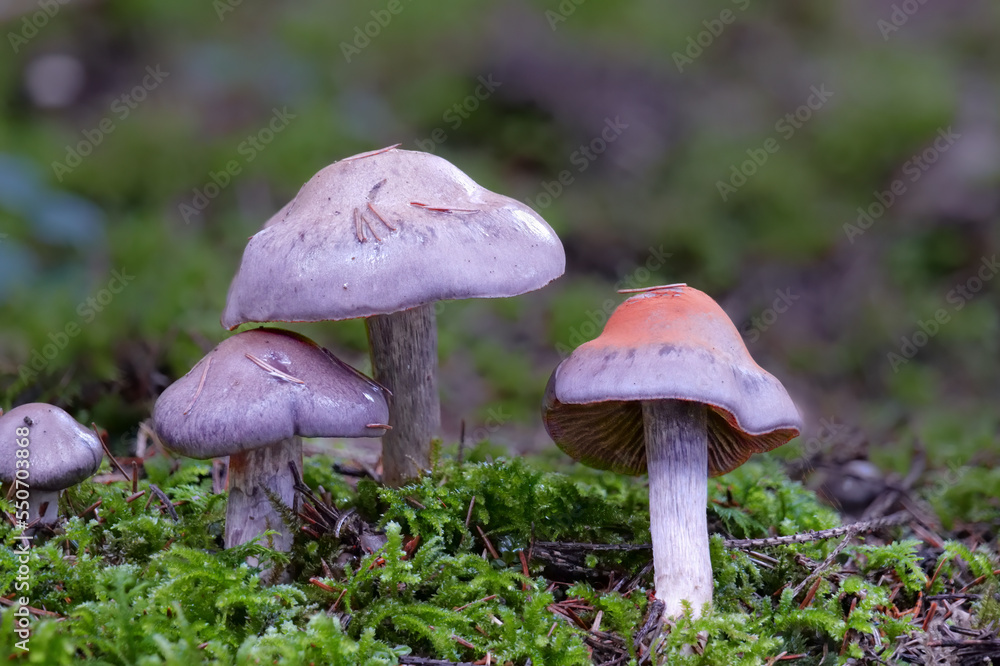 Braunvioletter Dickfuss CORTINARIUS ANOMALUS Braunvioletter Dickfuss CORTINARIUS ANOMALUS