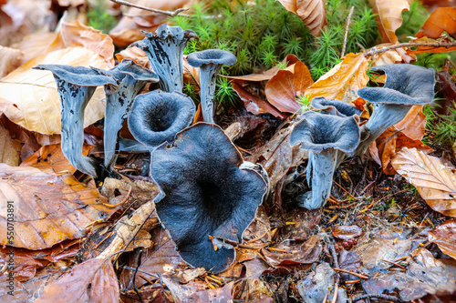 Herbsttrompete (CRATERELLUS CORNUCOPIOIDES)