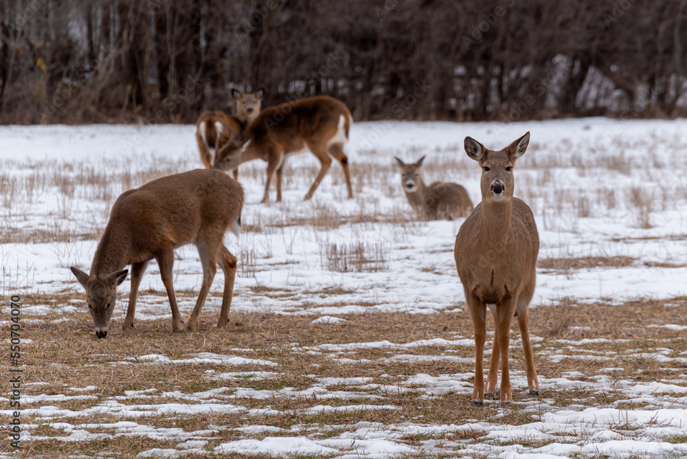 Urban White-tailed Deer Herd Feeding And Resting In The Snow In February Urban White-tailed Deer Herd Feeding And Resting In The Snow In February