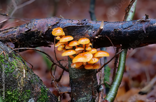 Samtfussrübling (FLAMMULINA VELUTIPES)  photo