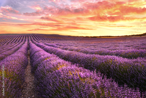 Lavender field at sunrise in Provance