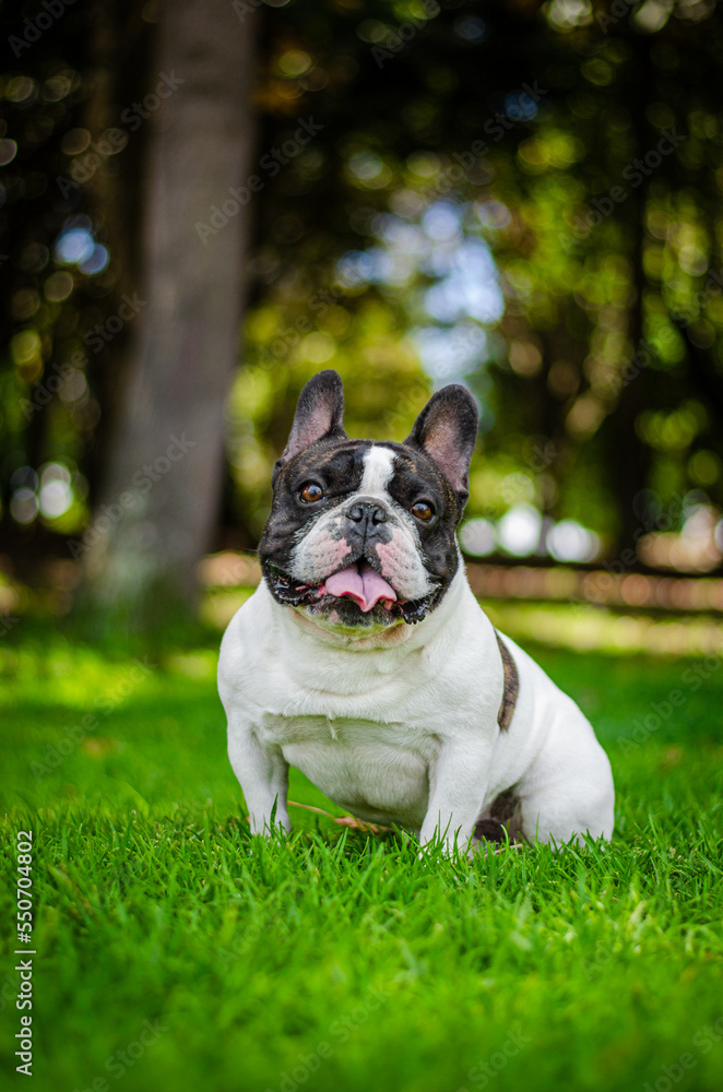 french bulldog male portrait