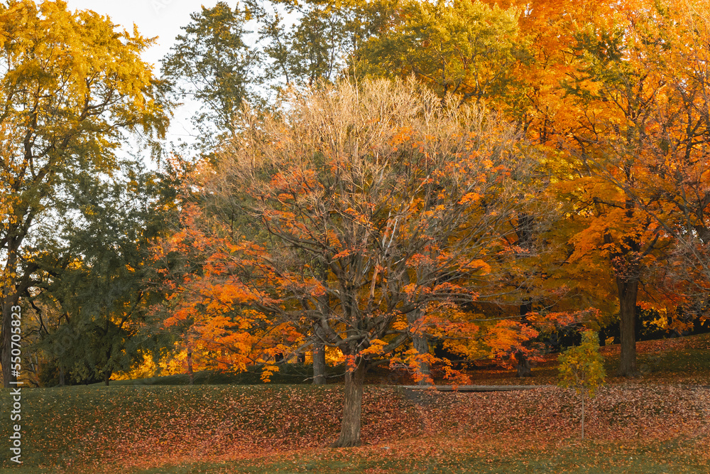 Autumn Tree Autumn Tree