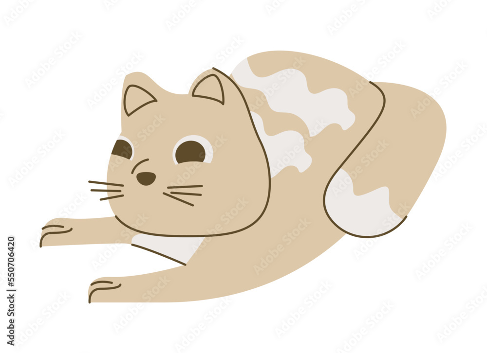 cute little beige cat cute little beige cat