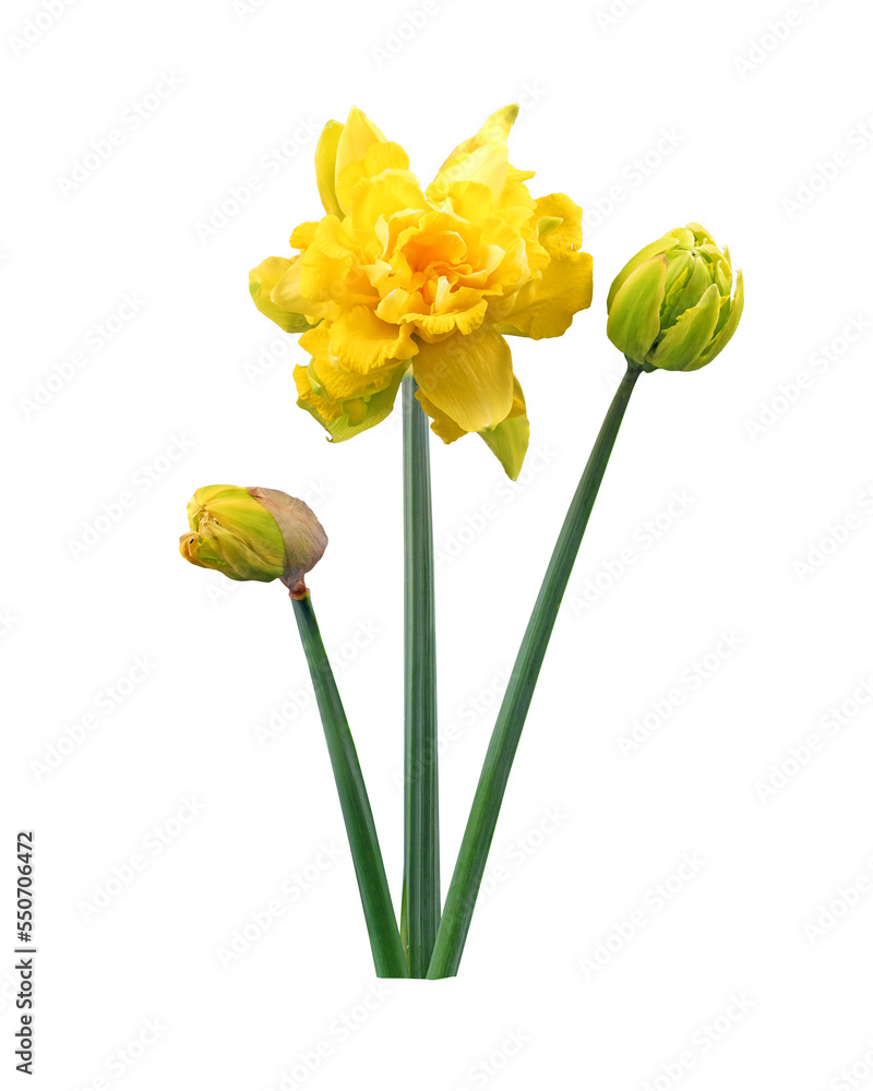 narcissus flower in garden spring - obrazy, fototapety, plakaty 