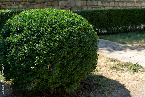 Deciduous bush of privet trimmed in shape of sphere Privet hedge beautiful round bush at city park. photo