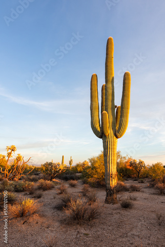 Saguaro Cactus in the Arizona desert photo