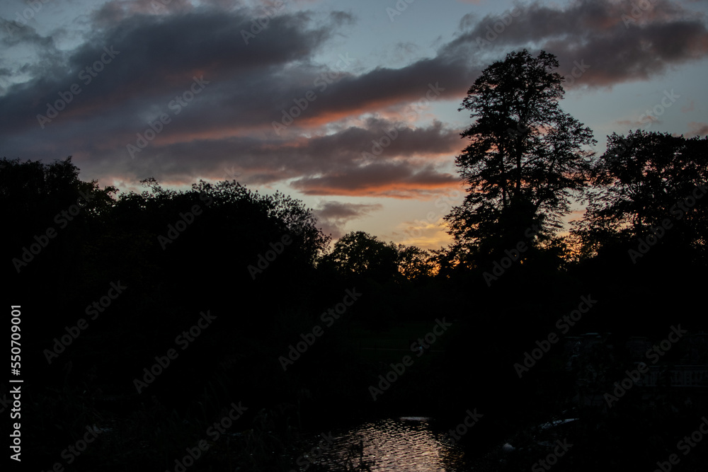 Fototapeta premium Silhouette of City Trees