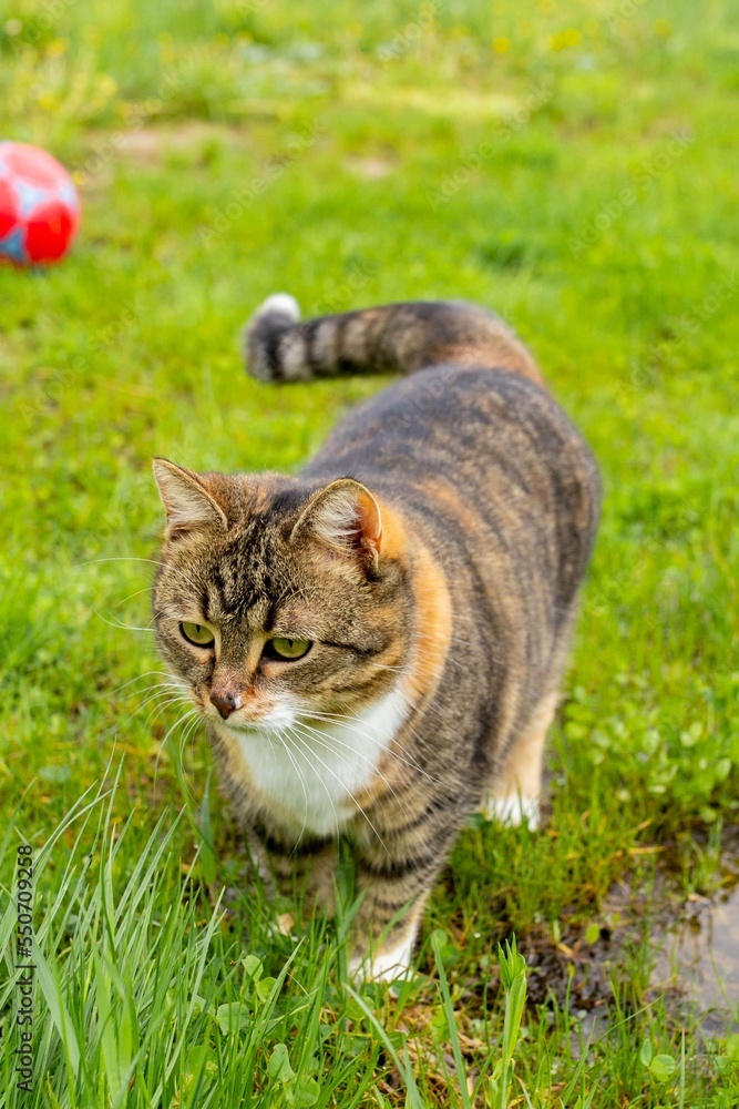 Three-colored fat cat walking in green grass