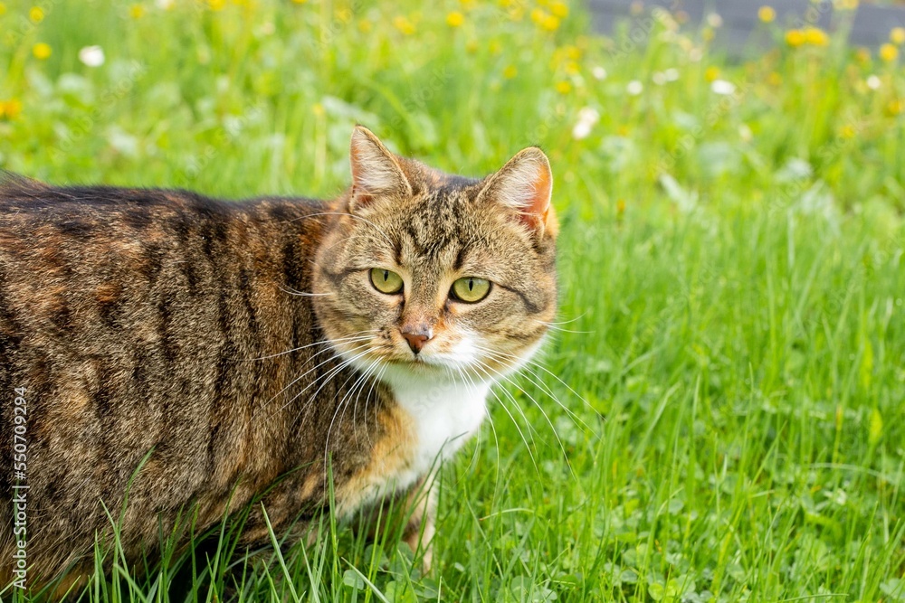 Three-colored fat cat walking in green grass