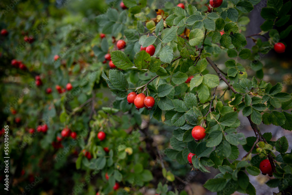 tree-fruit rose hips, wild rose collection, rose hips for herbal treatment, ripe red rose hips.