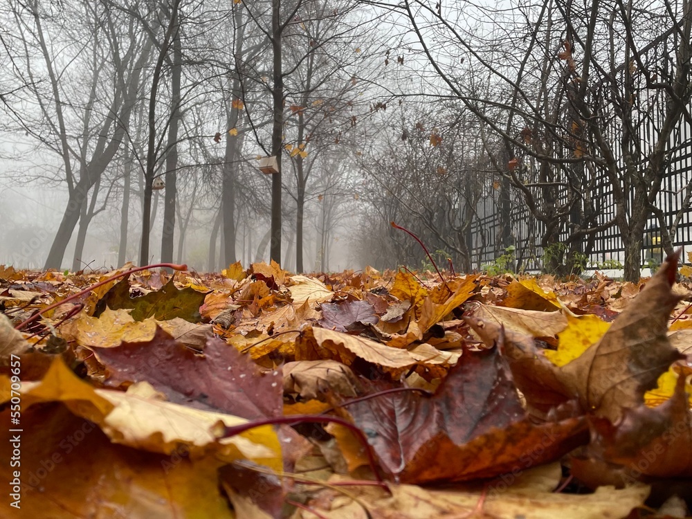 autumn leaves in the park