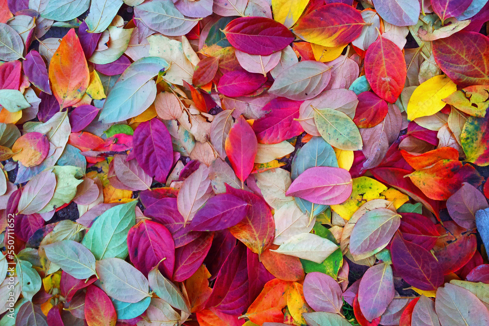 background of colored leaves in autumn