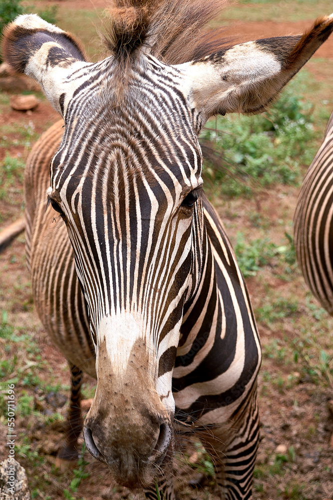 Fototapeta premium Detail of a zebra's head while eating