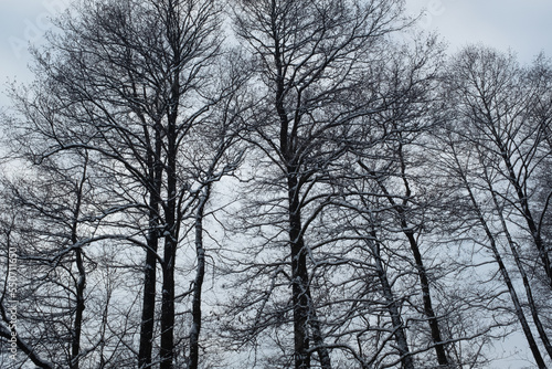 Crowns of snow-covered trees in the winter forest, bottom view. Snow winter landscape for poster, calendar, post, screensaver, wallpaper, postcard, card, banner, cover, website. High quality photo