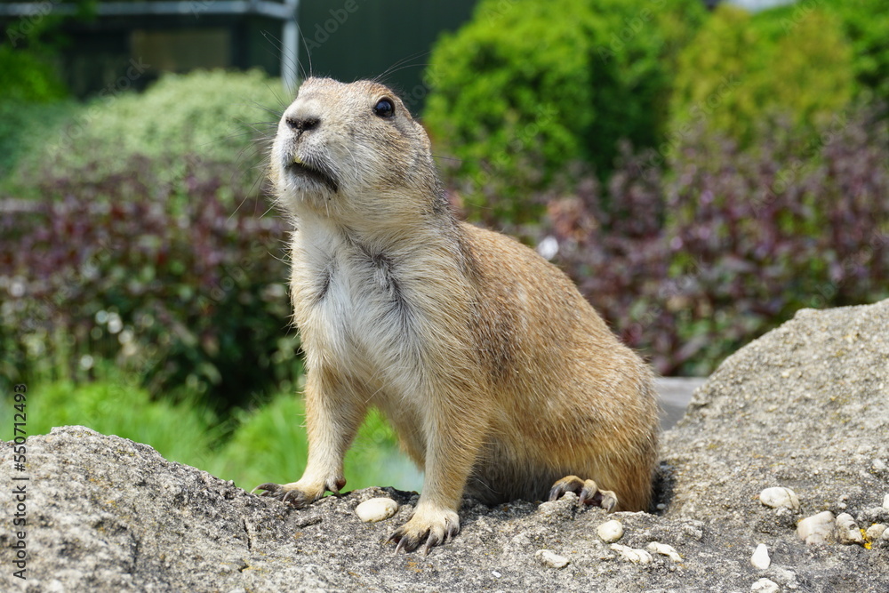 Fototapeta premium prairie dog on the rock