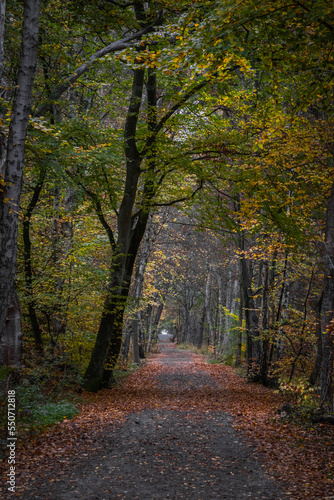 path in autumn forest © pics_about_guenny