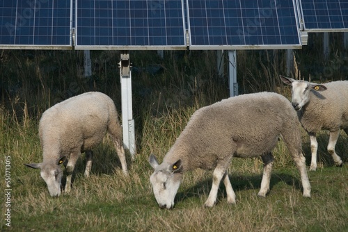 Sheep herding and solar energy can be combined