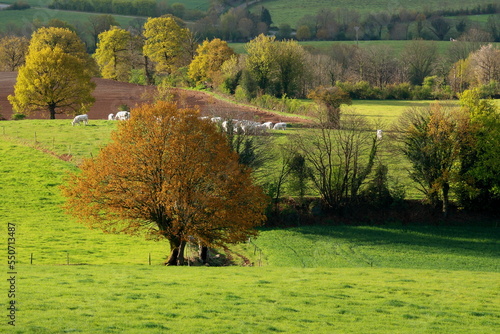 Bocage vendéen au printemps