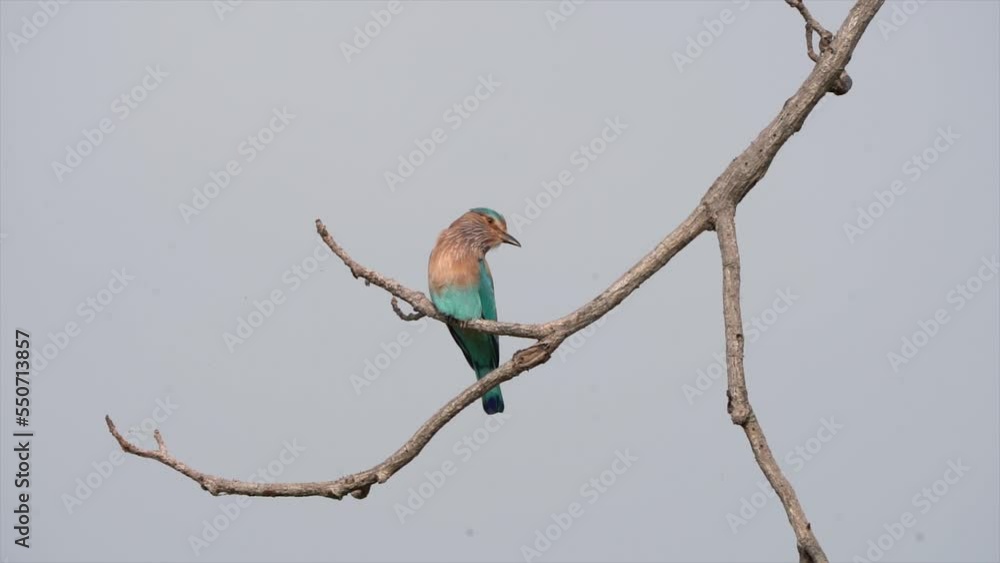 kingfisher on branch