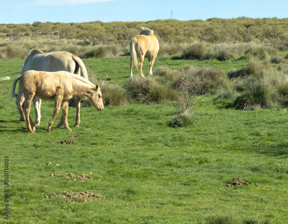 Photo foal drinking milk from the mare on a green meadow