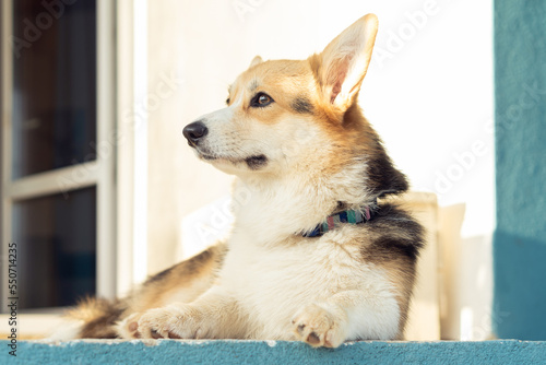 Cute corgi dog attentively look away lying on floor outdoors near house wall, side view. Purebred pet, domestic animal, beautiful dog breed with big prick ears. Groomed fluffy friend relaxing.