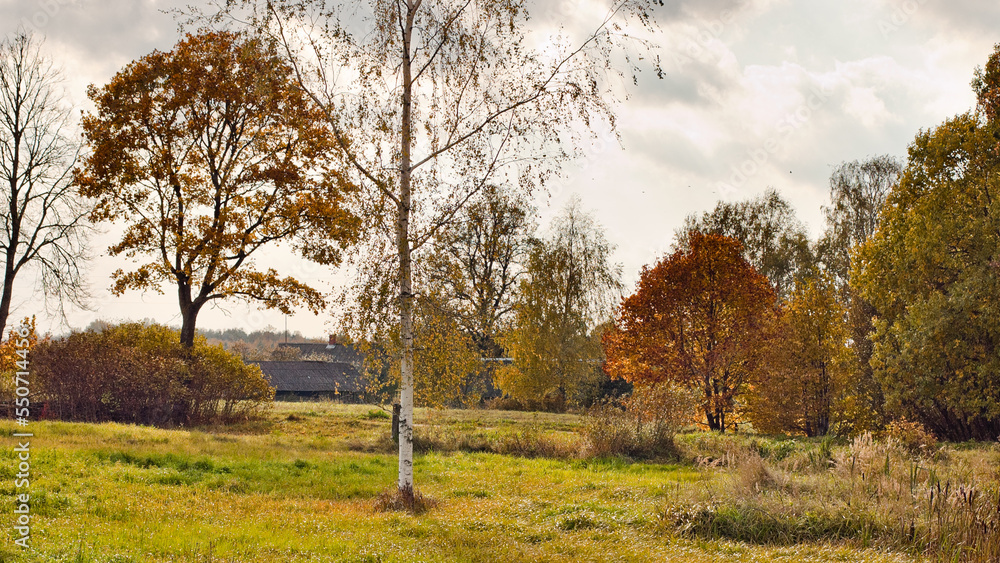 Fototapeta premium rural road in autumn,autumn landscape in the photo, an alley of trees with crumbling leaves