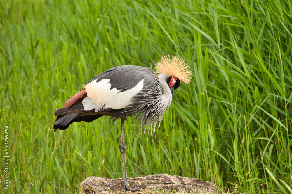 Fototapeta premium Kranich