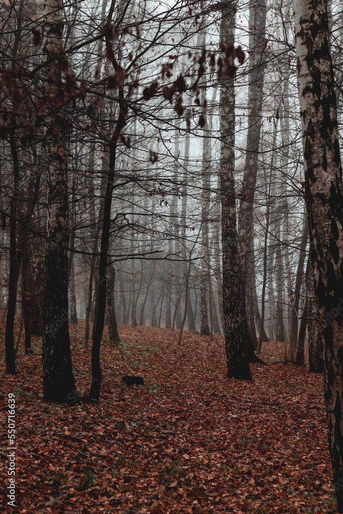 Birches with fallen leaves in fog. Wet weather, autumn landscape, gloomy photo. Autumn photo, wallpapers Birches with fallen leaves in fog. Wet weather, autumn landscape, gloomy photo. Autumn photo, wallpapers
