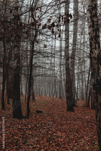 Birches with fallen leaves in fog. Wet weather, autumn landscape, gloomy photo. Autumn photo, wallpapers