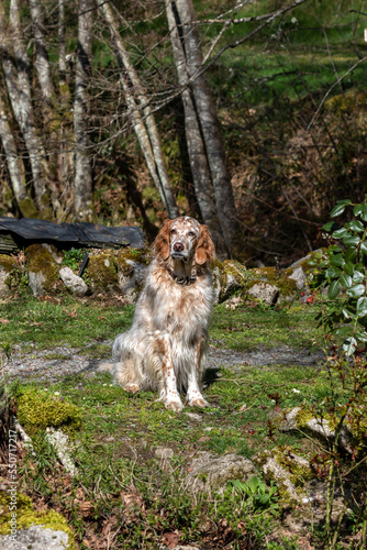 An English setter in the woods.